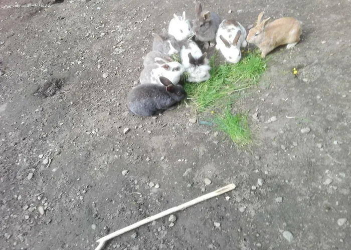 بيت ضيافة Familiengasthof Zirmhof 3*